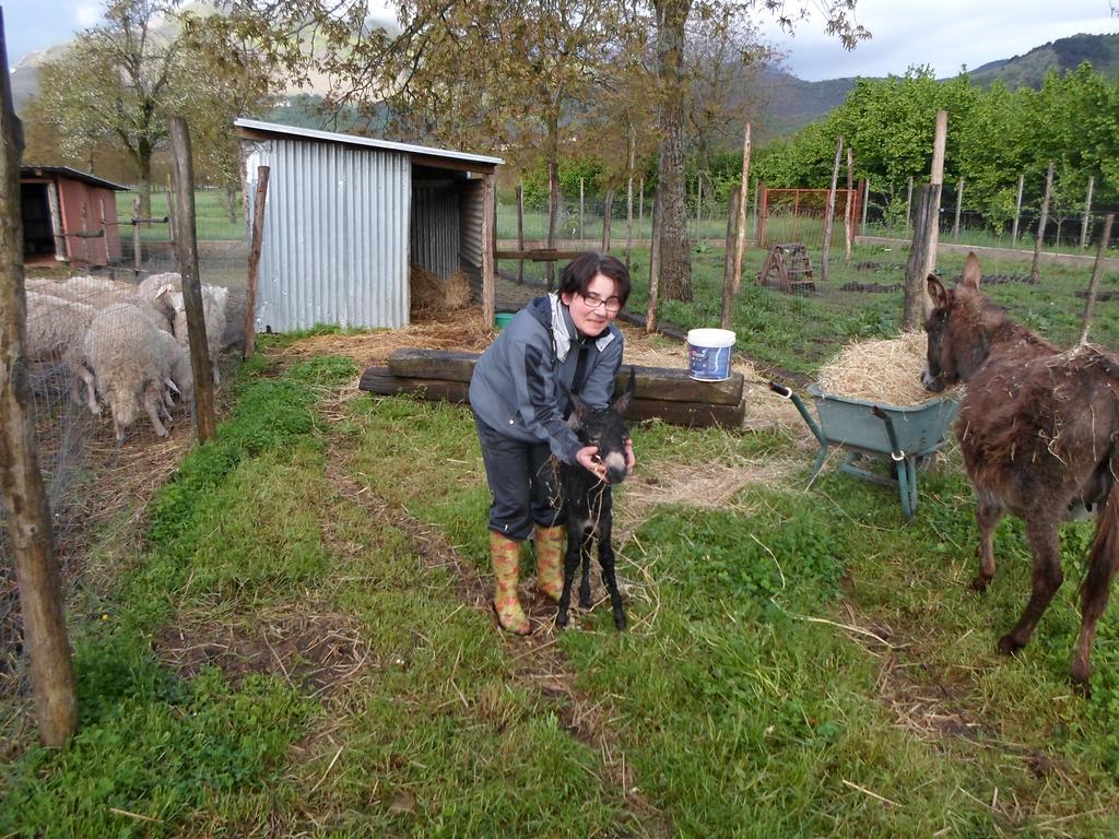 Azienda Agrituristica Pericle Montella Dış mekan fotoğraf