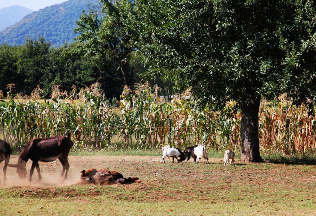 Azienda Agrituristica Pericle Montella Dış mekan fotoğraf