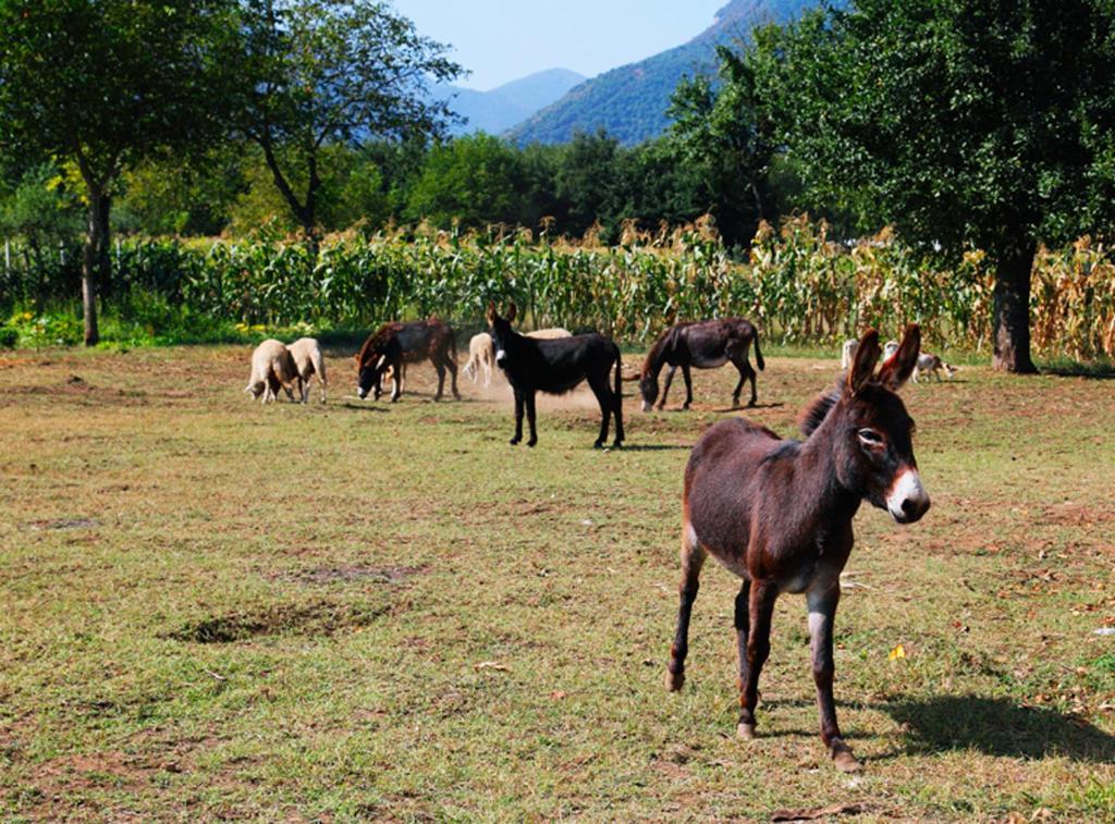 Azienda Agrituristica Pericle Montella Dış mekan fotoğraf