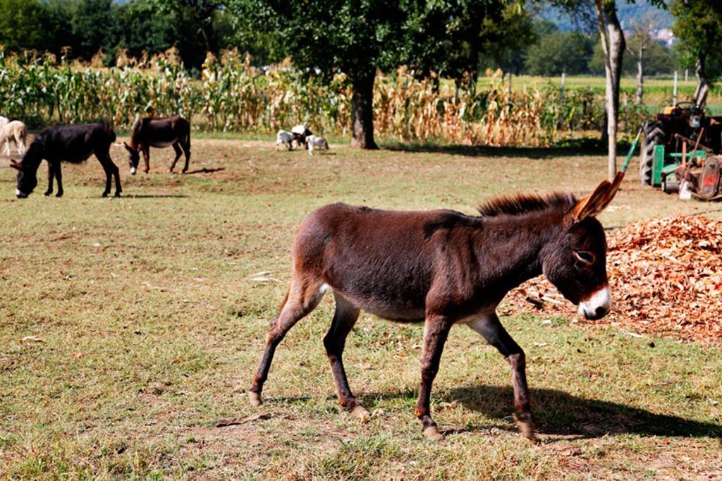 Azienda Agrituristica Pericle Montella Dış mekan fotoğraf