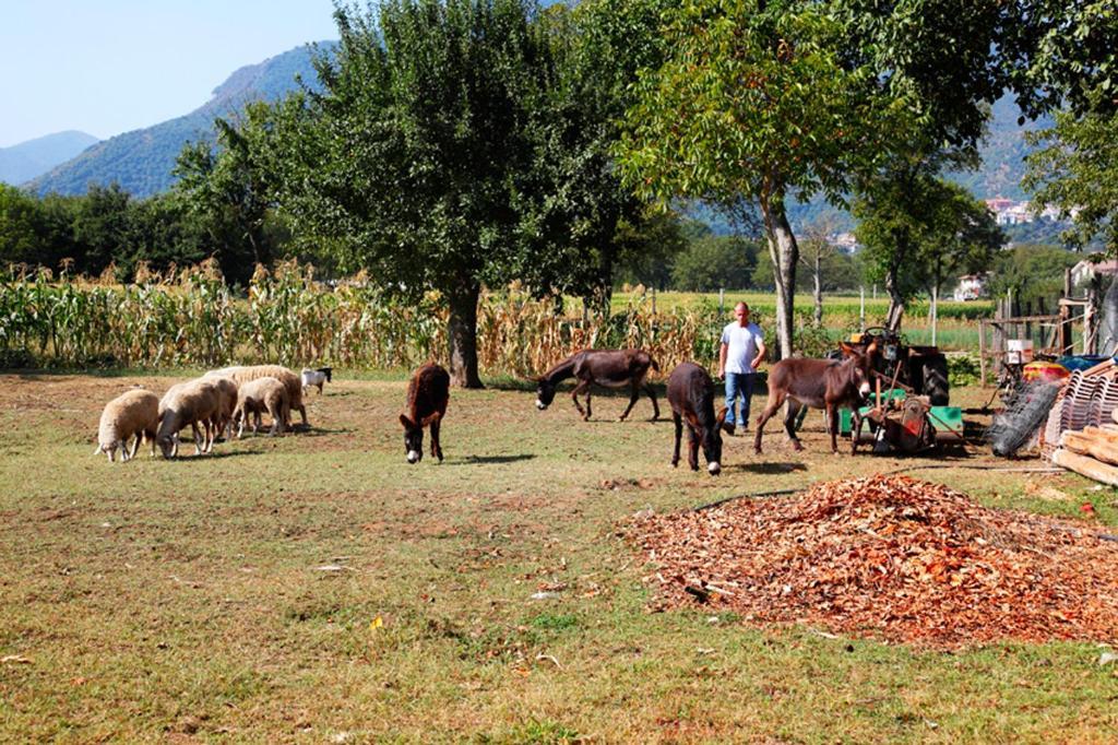 Azienda Agrituristica Pericle Montella Dış mekan fotoğraf